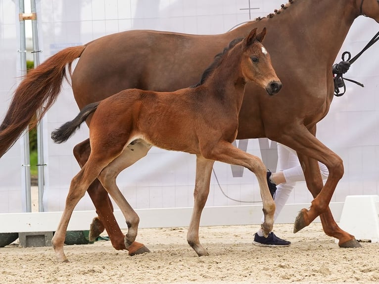 Westfalisk häst Hingst Föl (03/2024) Brun in Münster-Handorf