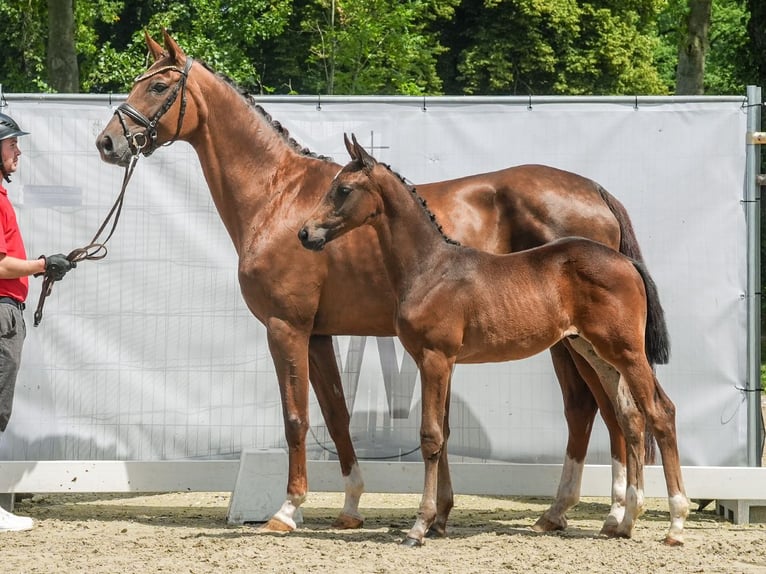 Westfalisk häst Hingst Föl (03/2024) Brun in Münster-Handorf