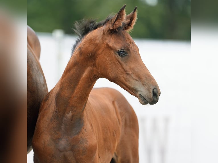 Westfalisk häst Hingst Föl (06/2024) Brun in Münster-Handorf