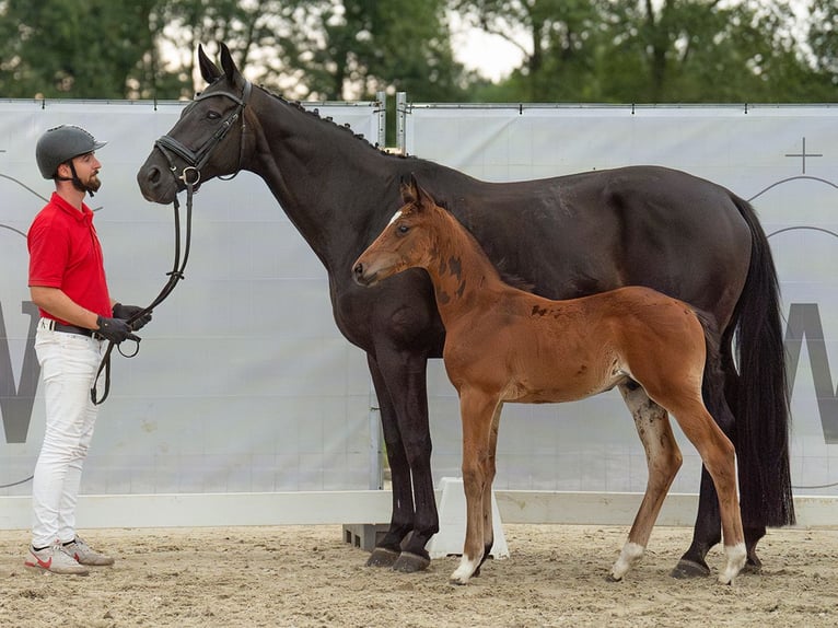 Westfalisk häst Hingst Föl (06/2024) Brun in Münster-Handorf