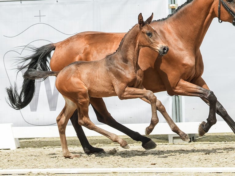 Westfalisk häst Hingst Föl (05/2024) Brun in Münster-Handorf