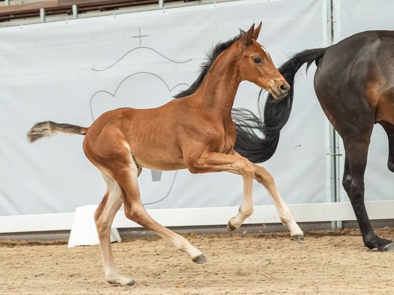 Westfalisk häst Hingst Föl (05/2024) Brun in Münster-Handorf