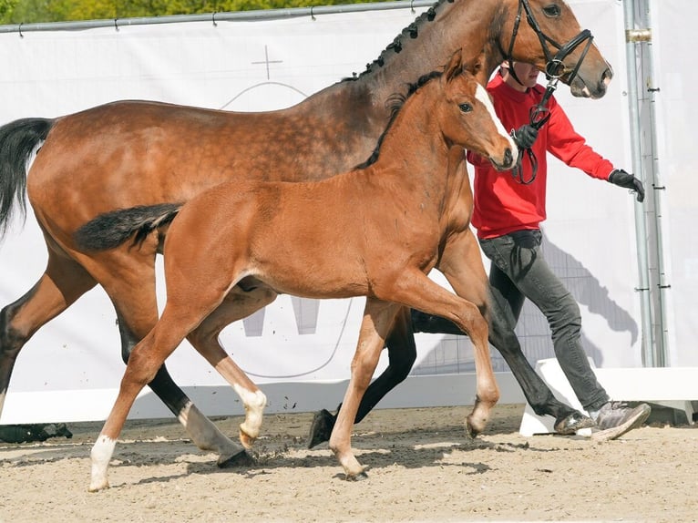 Westfalisk häst Hingst Föl (02/2024) Brun in Münster-Handorf