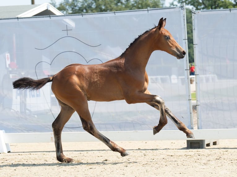 Westfalisk häst Hingst Föl (05/2024) Brun in Münster-Handorf