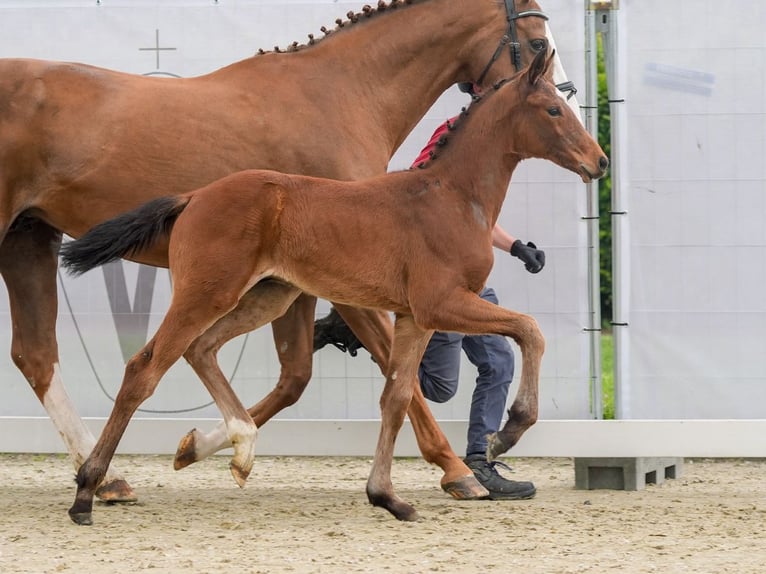 Westfalisk häst Hingst Föl (03/2024) Brun in Münster-Handorf