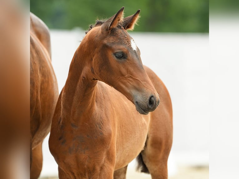 Westfalisk häst Hingst Föl (04/2024) Brun in Münster-Handorf