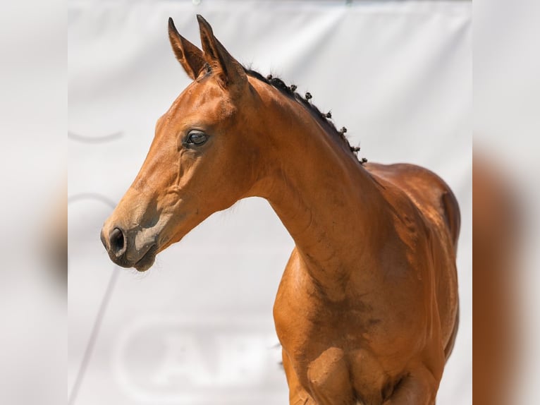 Westfalisk häst Hingst Föl (05/2024) Brun in Münster-Handorf