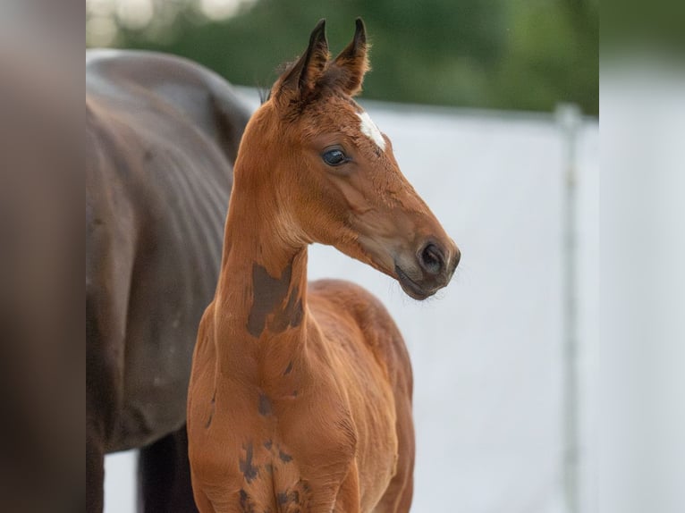 Westfalisk häst Hingst Föl (06/2024) Brun in Münster-Handorf