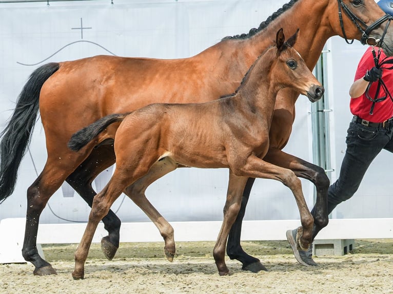 Westfalisk häst Hingst Föl (05/2024) Brun in Münster-Handorf