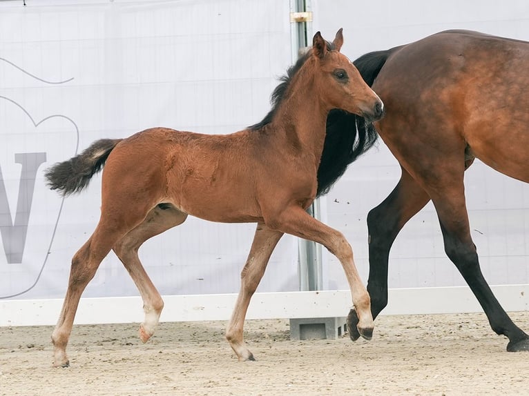 Westfalisk häst Hingst Föl (04/2024) Brun in Münster-Handorf