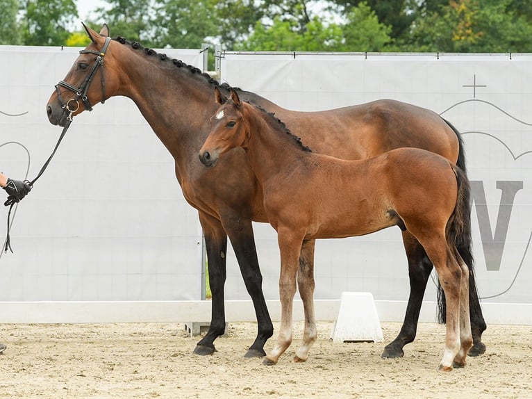 Westfalisk häst Hingst Föl (04/2024) Brun in Münster-Handorf