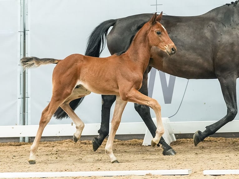 Westfalisk häst Hingst Föl (05/2024) Brun in Münster-Handorf