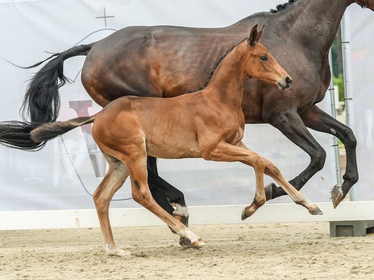 Westfalisk häst Hingst Föl (06/2024) Brun in Münster-Handorf