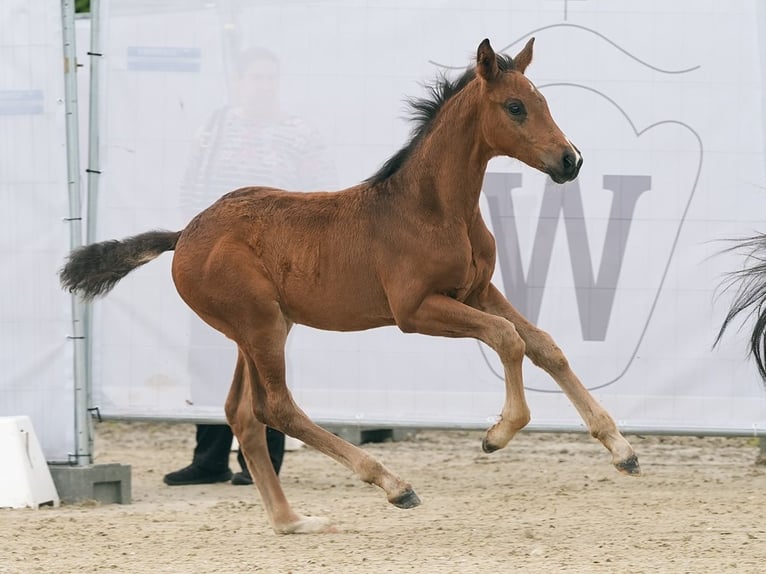 Westfalisk häst Hingst Föl (04/2024) Brun in Münster-Handorf