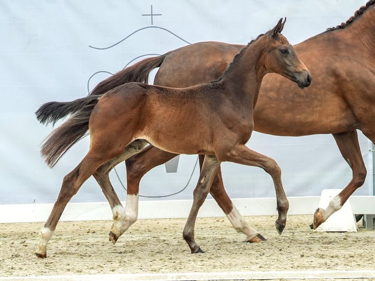 Westfalisk häst Hingst Föl (03/2024) Brun in Münster-Handorf