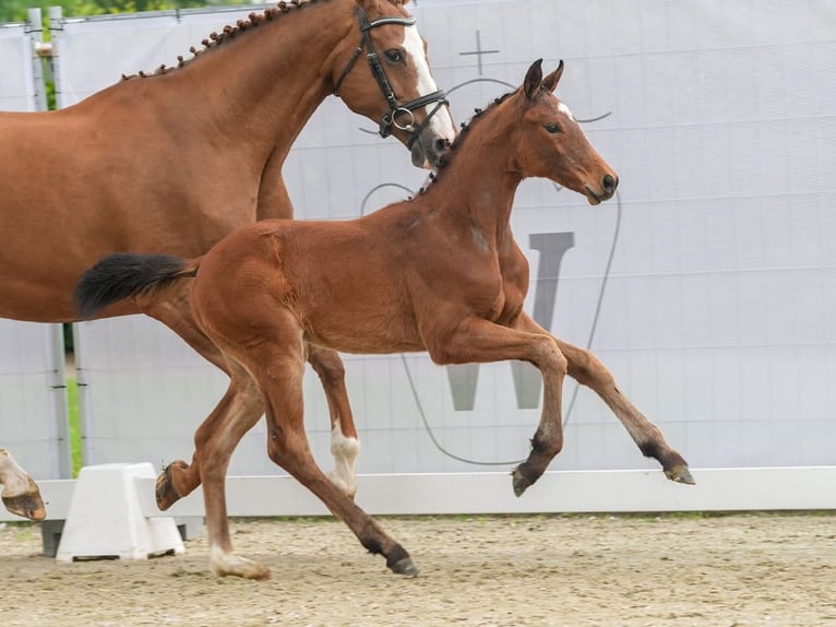 Westfalisk häst Hingst Föl (03/2024) Brun in Münster-Handorf