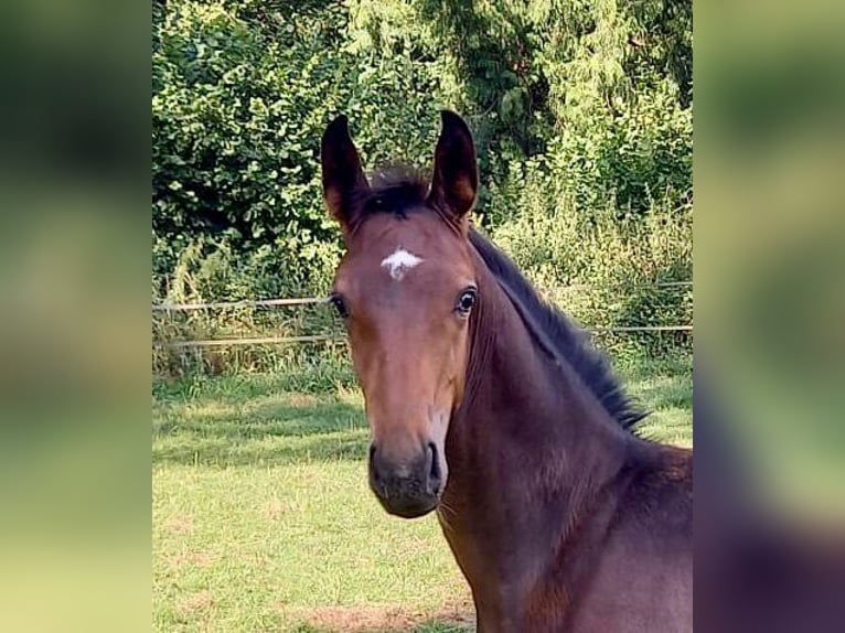 Westfalisk häst Hingst Föl (04/2024) Brun in Oer-Erkenschwick