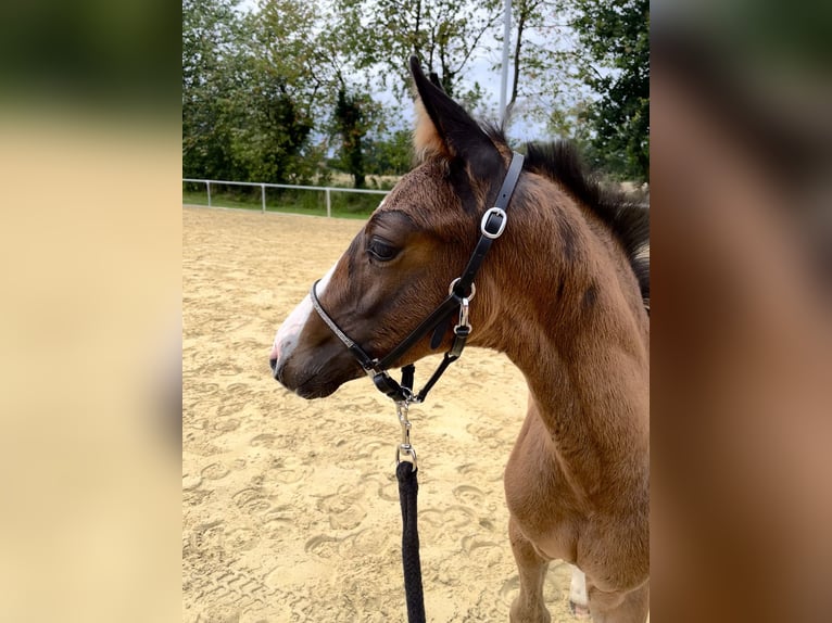 Westfalisk häst Hingst Föl (05/2024) Brun in Rietberg