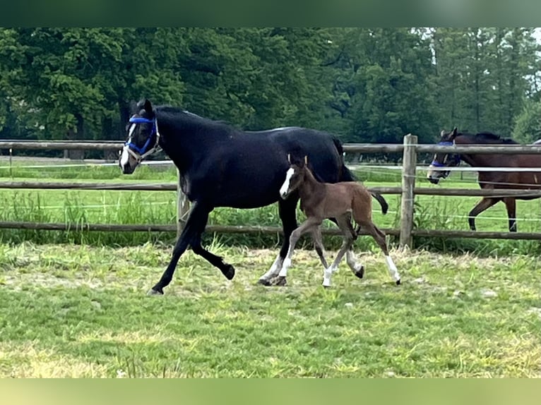 Westfalisk häst Hingst Föl (05/2024) Brun in Rietberg