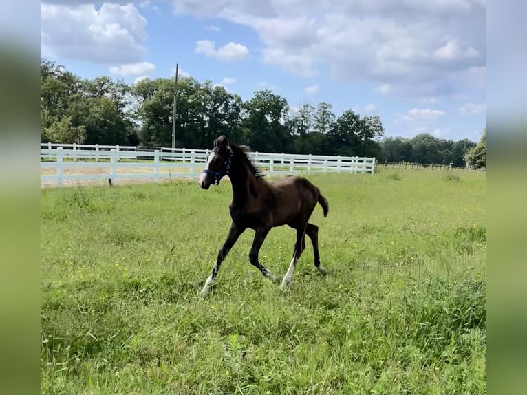 Westfalisk häst Hingst Föl (05/2024) Brun in Rietberg