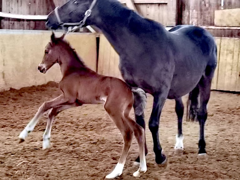 Westfalisk häst Hingst Föl (04/2024) Brun in Frankenberg (Eder)