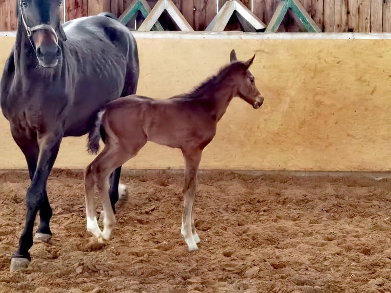 Westfalisk häst Hingst Föl (04/2024) Brun in Frankenberg (Eder)