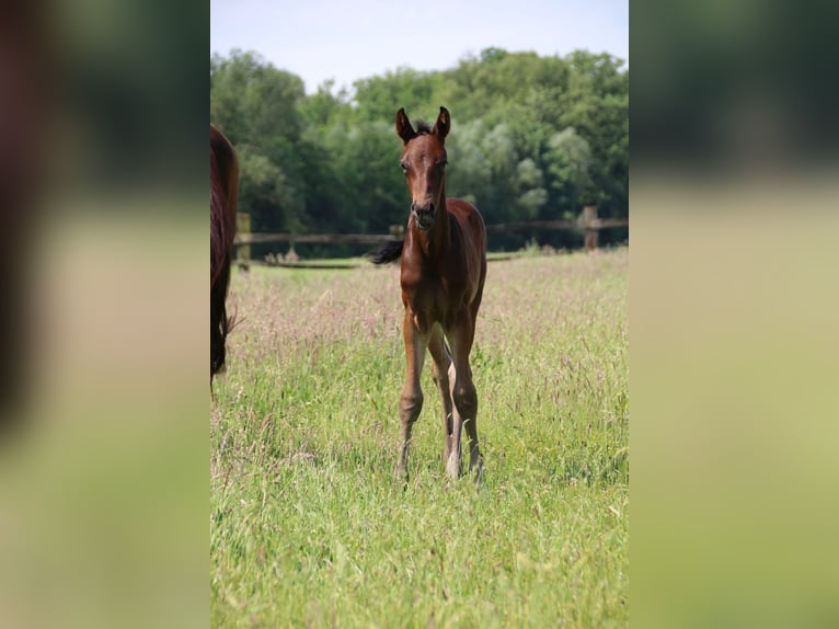 Westfalisk häst Hingst Föl (05/2024) Brun in Verl