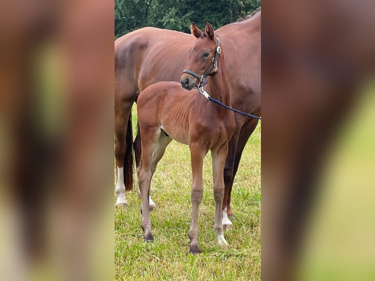 Westfalisk häst Hingst Föl (05/2024) Brun in Verl