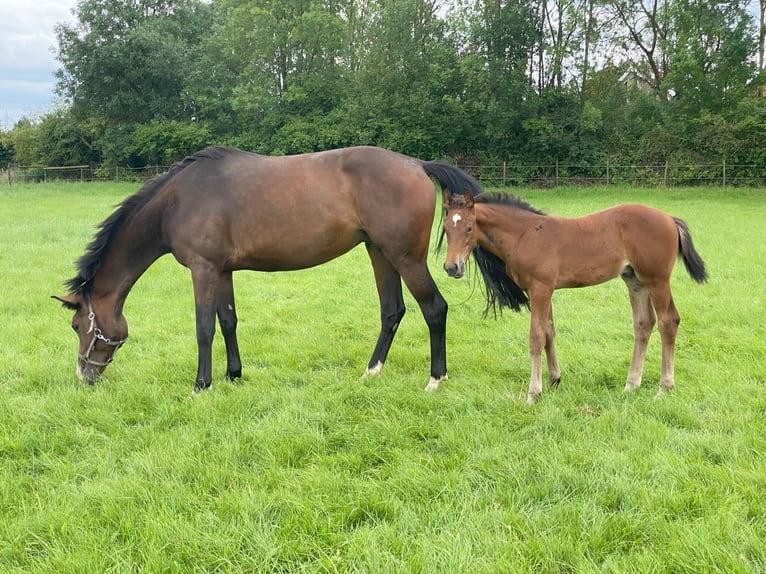 Westfalisk häst Hingst Föl (05/2024) Brun in Ascheberg