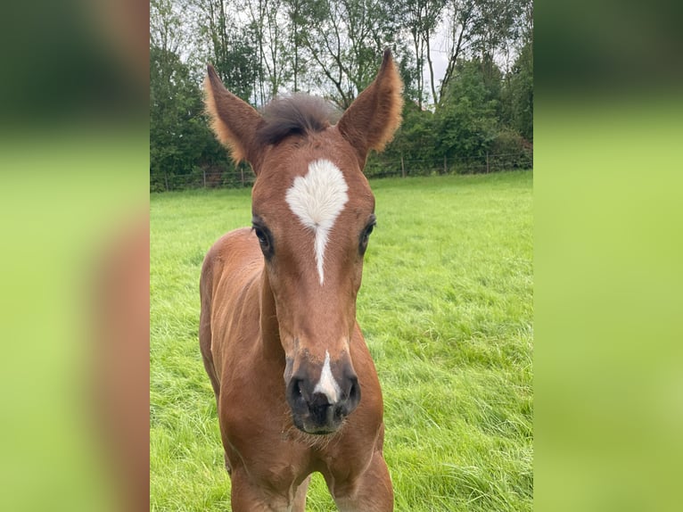 Westfalisk häst Hingst Föl (06/2024) Brun in Ascheberg