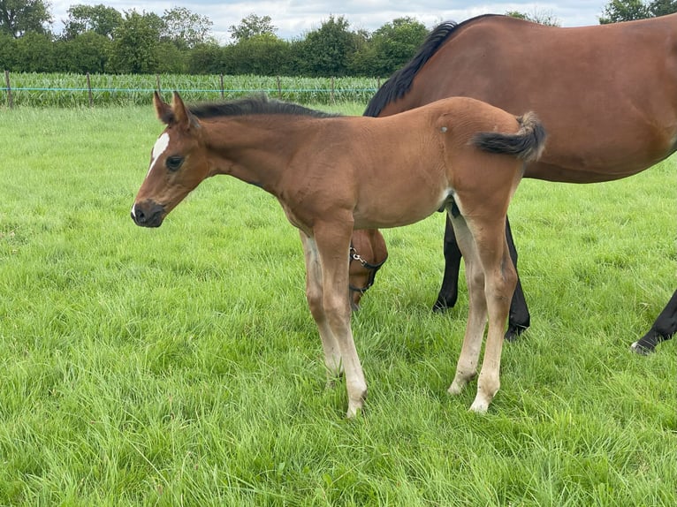 Westfalisk häst Hingst Föl (06/2024) Brun in Ascheberg