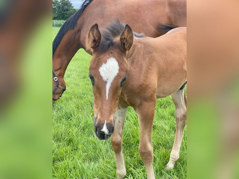 Westfalisk häst Hingst Föl (06/2024) Brun in Ascheberg