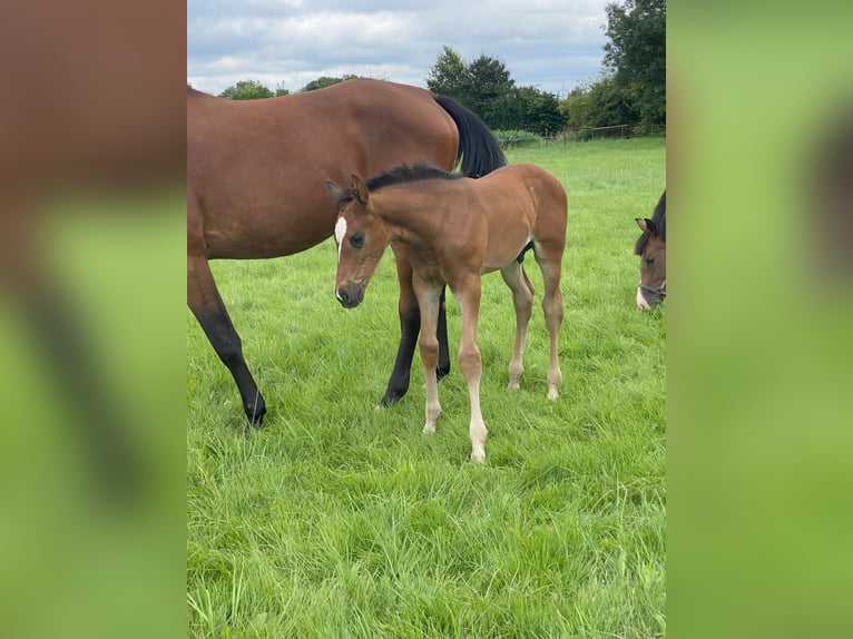 Westfalisk häst Hingst Föl (06/2024) Brun in Ascheberg