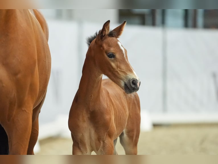 Westfalisk häst Hingst Föl (06/2024) Brun in Ascheberg