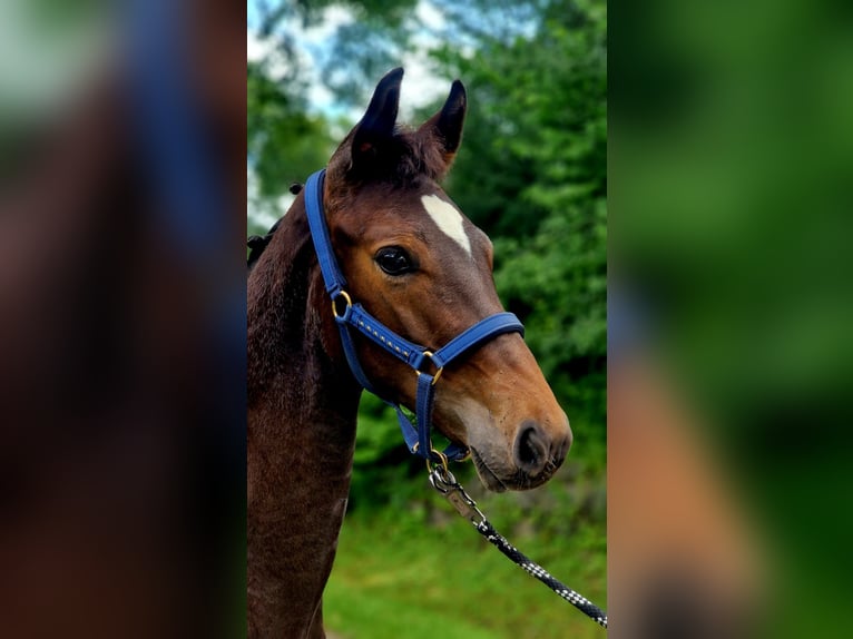 Westfalisk häst Hingst Föl (02/2024) Brun in Olsberg