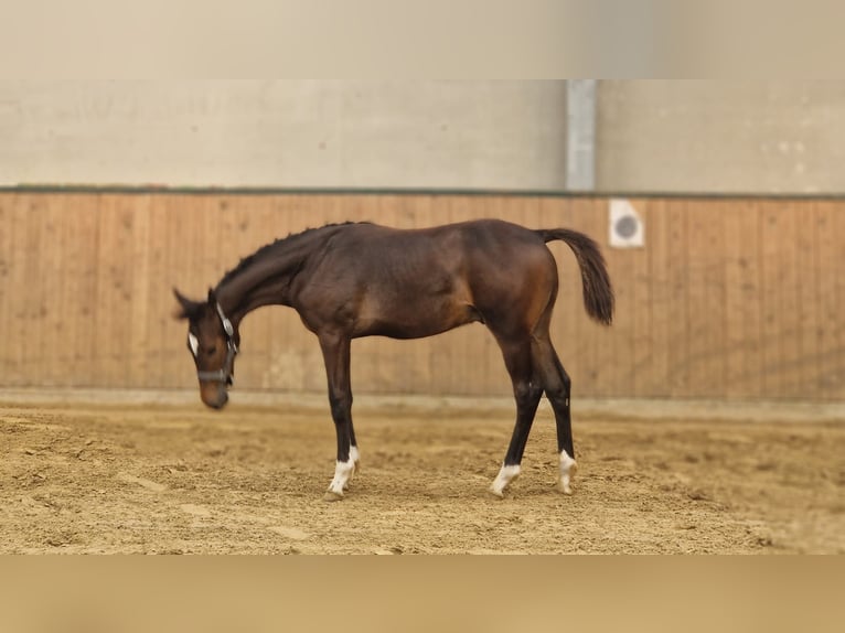 Westfalisk häst Hingst Föl (02/2024) Brun in Olsberg