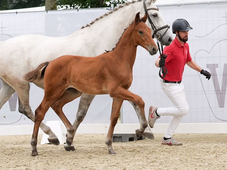 Westfalisk häst Hingst Föl (05/2024) Brun in Münster-Handorf