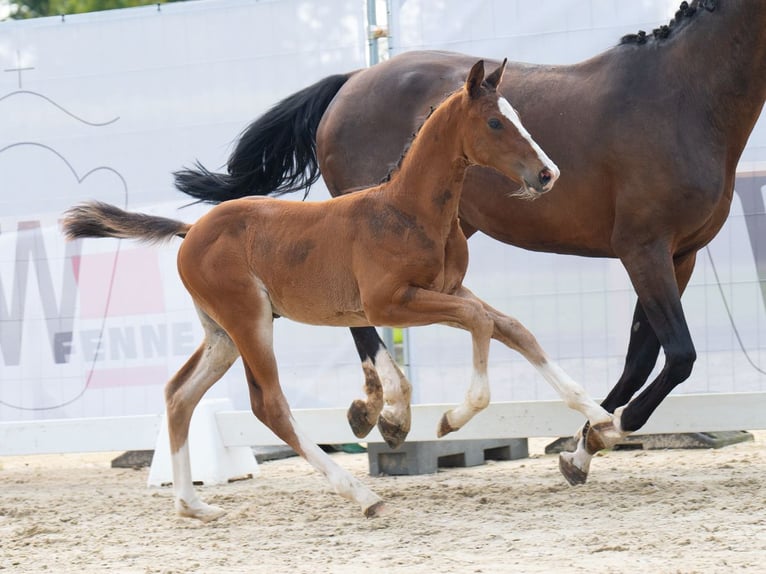 Westfalisk häst Hingst Föl (06/2024) Brun in Münster-Handorf