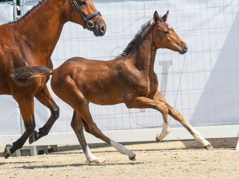 Westfalisk häst Hingst Föl (05/2024) Brun in Münster-Handorf