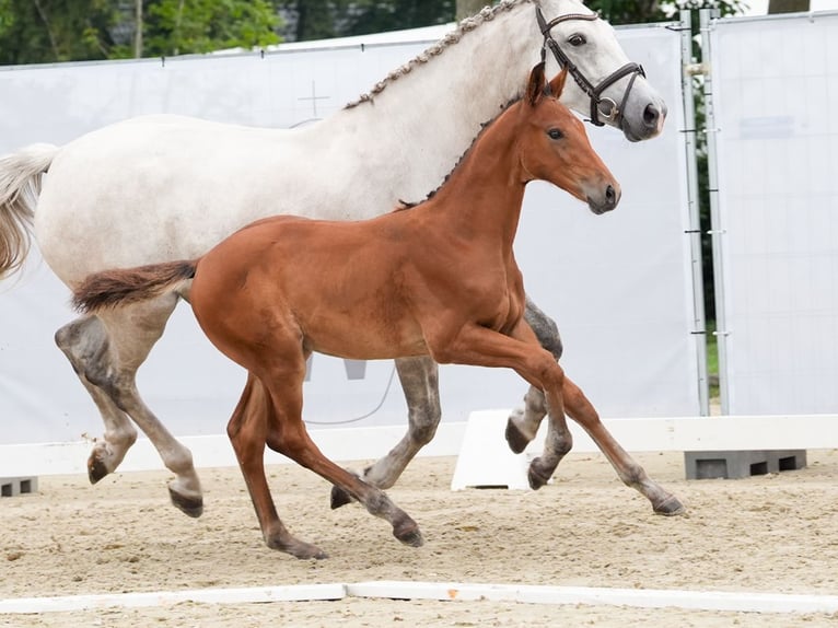 Westfalisk häst Hingst Föl (05/2024) Brun in Münster-Handorf