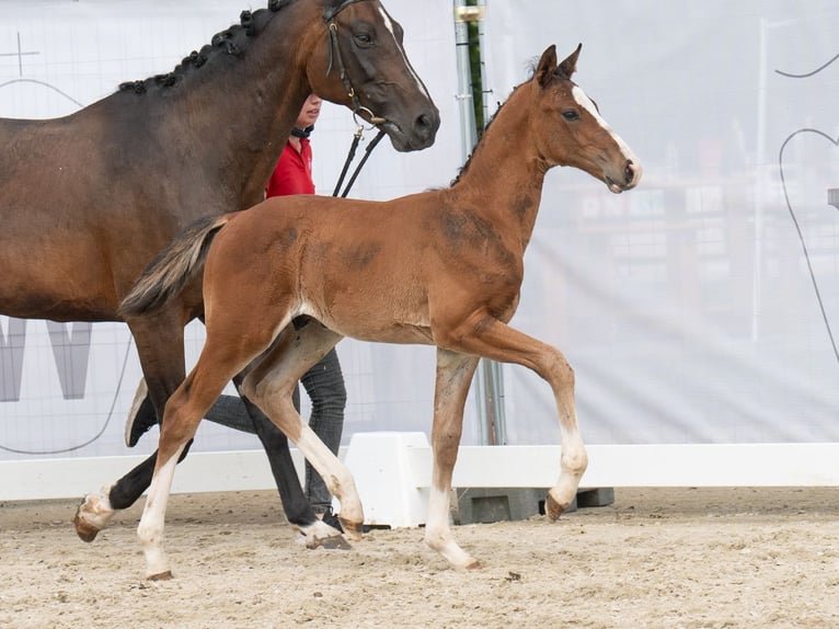 Westfalisk häst Hingst Föl (06/2024) Brun in Münster-Handorf