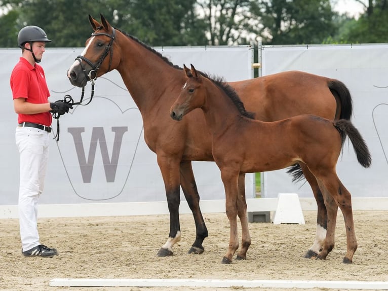 Westfalisk häst Hingst Föl (06/2024) Brun in Münster-Handorf