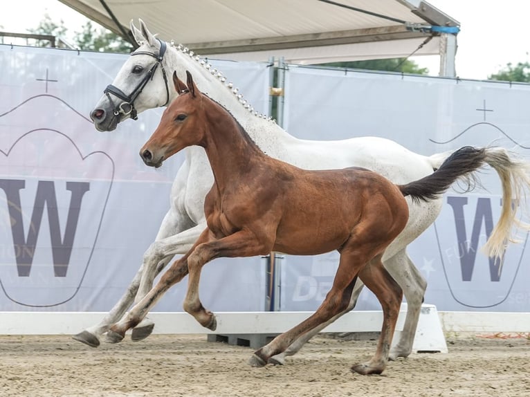 Westfalisk häst Hingst Föl (04/2024) Brun in Reichenwalde