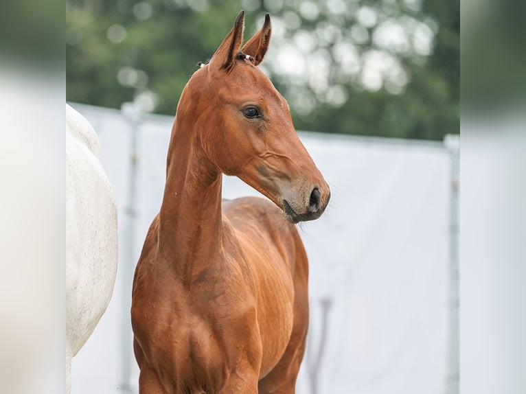 Westfalisk häst Hingst Föl (04/2024) Brun in Reichenwalde