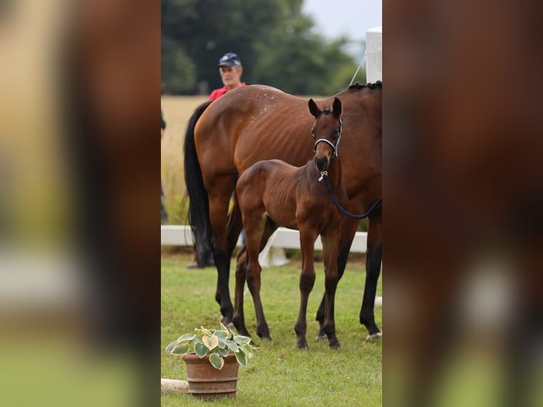 Westfalisk häst Hingst Föl (06/2024) in Reken