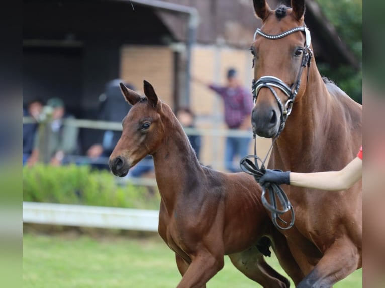 Westfalisk häst Hingst Föl (06/2024) in Reken