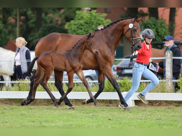 Westfalisk häst Hingst Föl (06/2024) in Reken