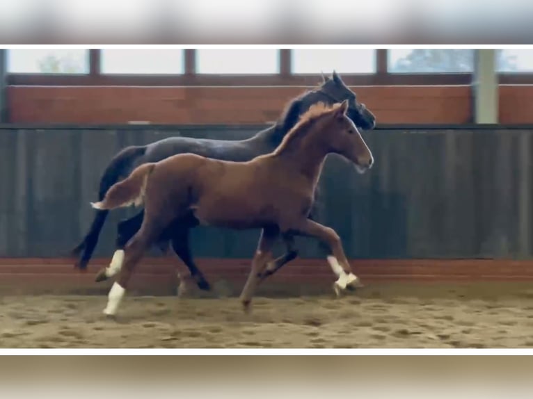 Westfalisk häst Hingst Föl (05/2024) Fux in Wettrup