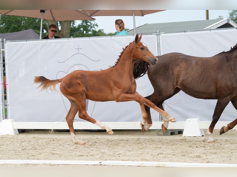 Westfalisk häst Hingst Föl (03/2024) Fux in Ostercappeln