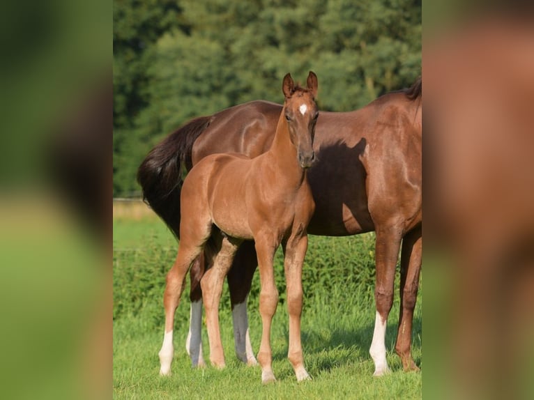 Westfalisk häst Hingst Föl (05/2024) fux in Herzebrock-Clarholz